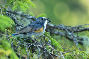 Beautiful Red-flanked bluetail, Tarsiger cyanurus perched in a summery taiga forest near Kuusamo, Northern Finland