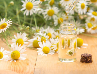 Obraz na płótnie Canvas Essential oil in a glass bottle with fresh chamomile flowers. spa concept. chamomile flowers oil on a wooden table