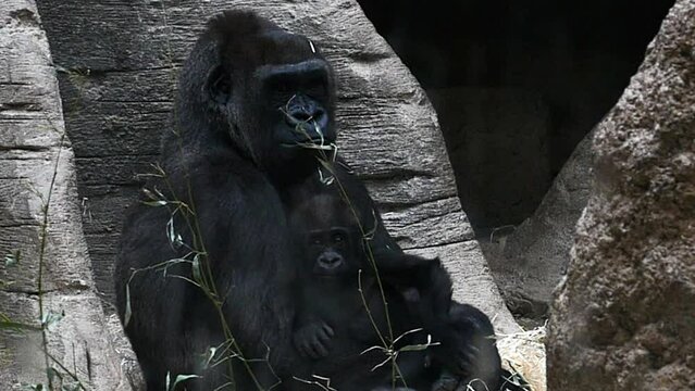 Un gorila con su cr&iacute;a.