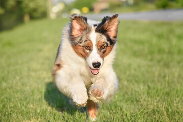 Dog australian shepherd runs forward on the grass