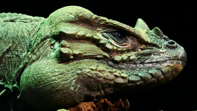 Detalle de la cabeza de un lagarto rinoceronte estornudando.