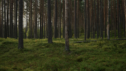 Fototapeta premium pine forest with lots of moss and berries