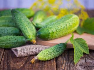 Cucumber on dark wood table texture background. Cucumbers for salads or canning. summer vegetables. Organic farming in the village.