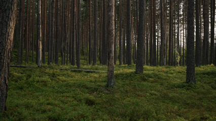 pine forest with lots of moss and berries
