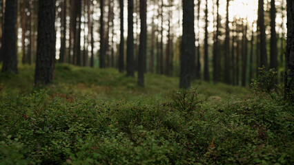 pine forest with lots of moss and berries