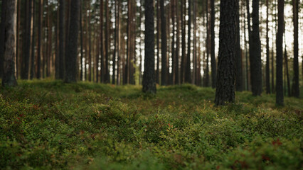 pine forest with lots of moss and berries