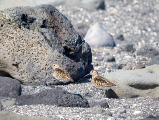 Little stints breeding in the protected area of Seltjorn just north of centrral Reykjavik, Iceland.