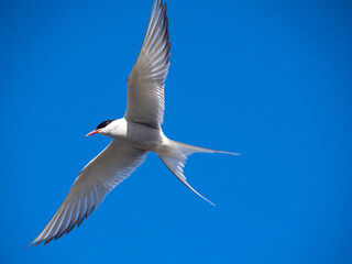 Skybombing arctic terns aggressively defending their nests in the nature reserve area of Seltjorn,...