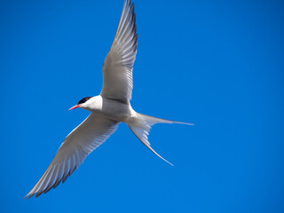 Skybombing arctic terns aggressively defending their nests in the nature reserve area of Seltjorn, just north of central Reykjavik, Iceland
