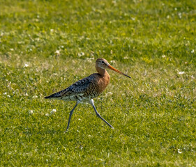 Blacktailed Godwit on grasslands near central Reykjavik, Iceland