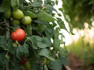 tomatoes ripen in a greenhouse in the country
