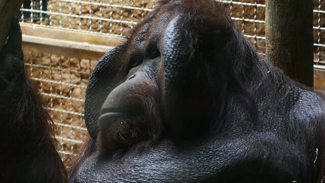 Detalle de la cara de un orangut&aacute;n.