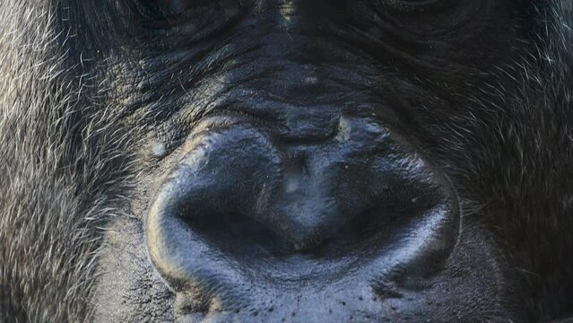 Paneo de boca a ojos de un orangut&aacute;n encerrado en un zoo.