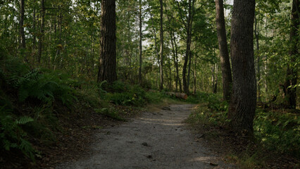 Fototapeta na wymiar detail shot of forest path