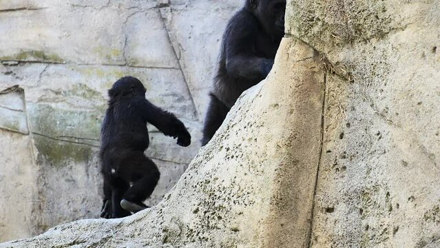 Una familia de gorilas subiendo unas rocas.