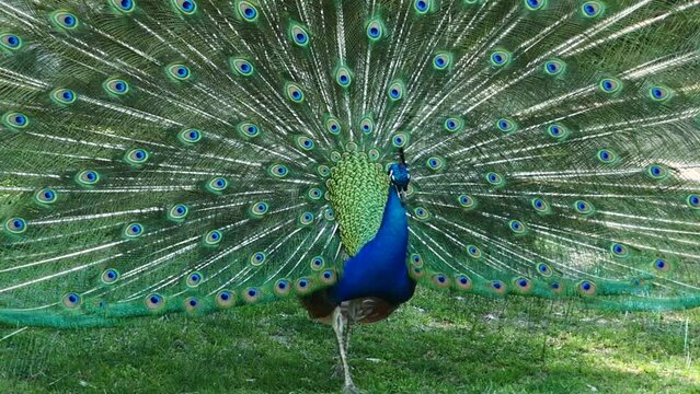 Un pavo real con las alas abiertas al aire libre.