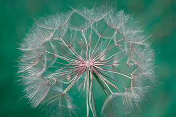 A beautiful herbaceous plant found in nature. dandelion close up