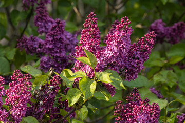 Close-up of beautiful flowering Lilac in a summery garden in Estonia. 