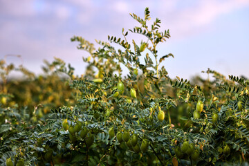 Fototapeta na wymiar Chickpea bush. Chickpeas ripening in the field