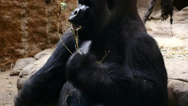 Detalle de un gorila de costa adulto comiendo ramas.