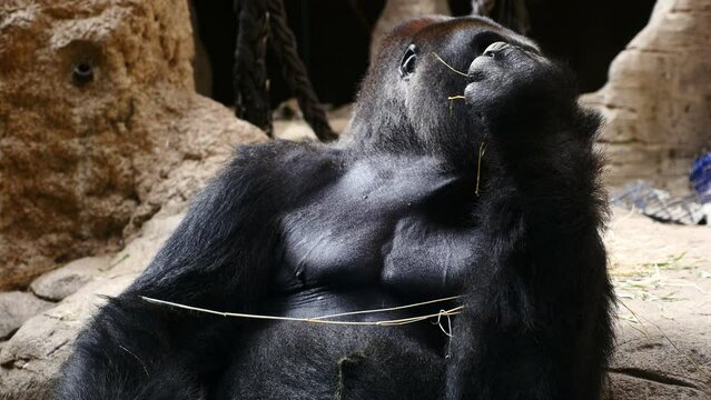 (Paneo) Orangután comiendo dentro de un espacio de un zoológico.