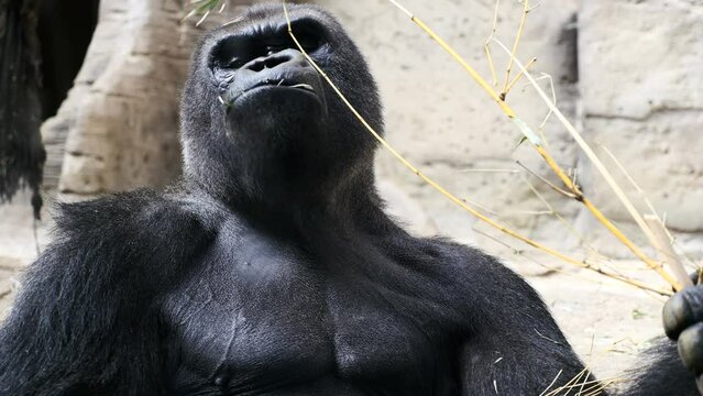 Detalle de un gorila comiendo.
