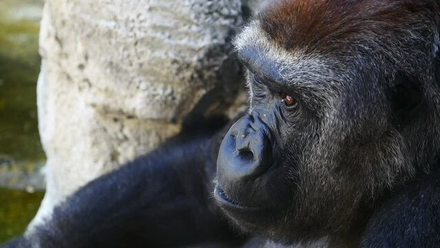 Detalle de un orangután pensativo.