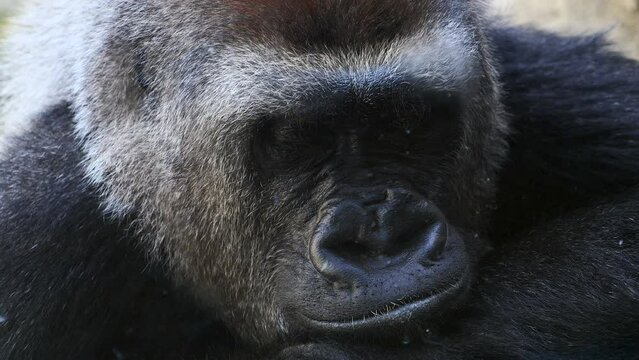 detalle de la cara de un gorila adulto.