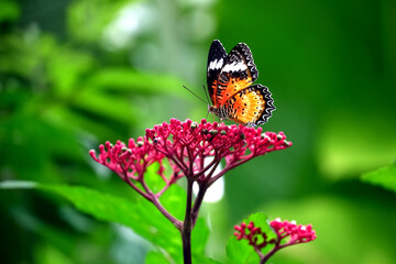 Fototapeta na wymiar Butterfly feeding on red flowers.