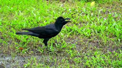 Raven bird standing on grass field.
