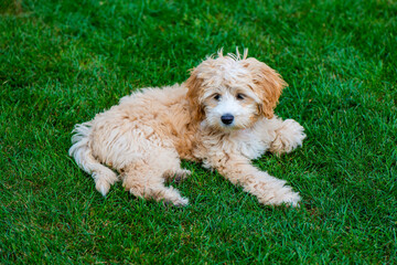 Cockapoo Welpe 14 Wochen alt