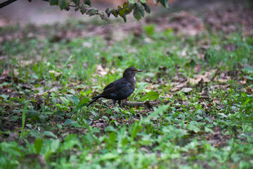 free birds in the parks
