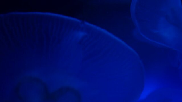 Detalle de unas medusas luna en el fondo de un acuario.