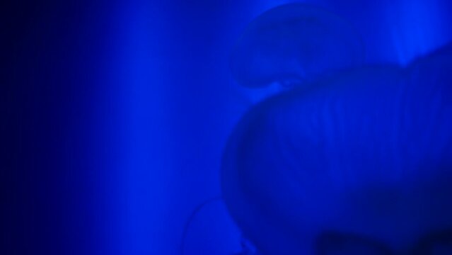 Detalle de unas medusas luna en el fondo de un acuario.