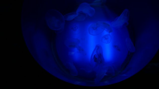 Acuario circular lleno de medusas.