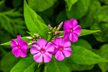 Obraz premium flowers in the garden