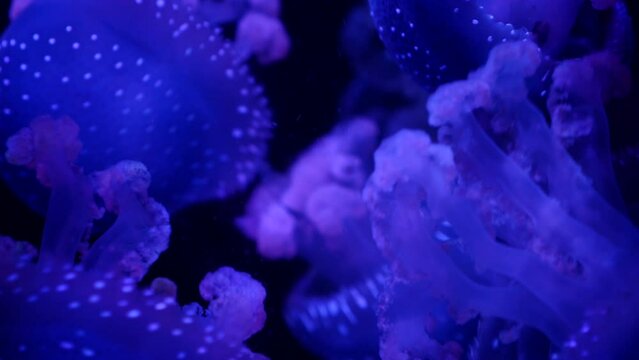 Grupo de medusas; Mastigias, g&eacute;nero de medusas de la familia Mastigiidae.