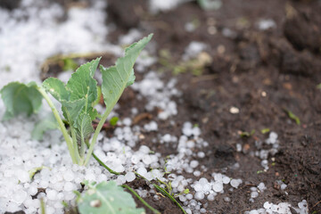 Ice hail in the garden with a young cabbage seedling. Summer hail that damaged and destroyed the...