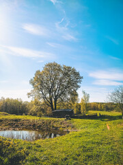 Rural autumn landscape.  The beauty of the estate: a large, branchy tree, a pond, a pasture for animals