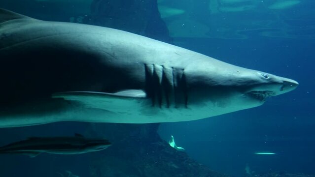 Un tibur&oacute;n gris buceando en el fondo de un gran acuario.