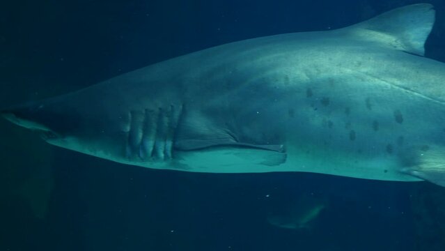 Un tibur&oacute;n gris buceando en el fondo de un gran acuario.