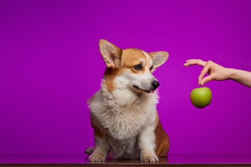 Cute corgi dog licking and sniffing a green apple against a purple background. A woman's hand holds a green apple and wants to give the dog a treat. Apples in a puppy's diet. World Vegetarian Day.