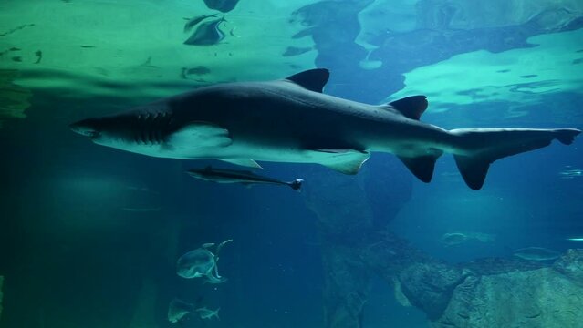 Un tibur&oacute;n gris buceando en el fondo de un gran acuario.