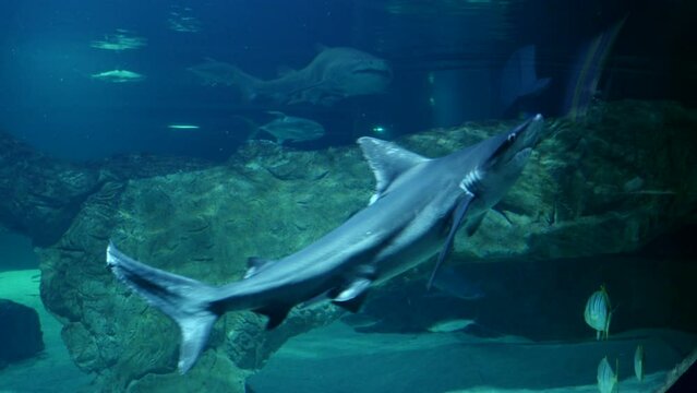 Un tibur&oacute;n gris buceando en el fondo de un gran acuario.