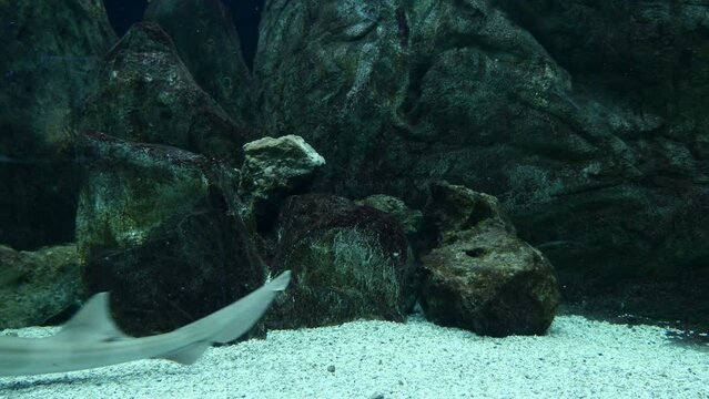 Tiburones buceando en el fondo de un acuario.