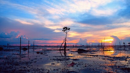 Mangrove in colors