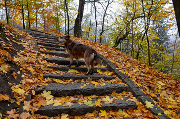 Yellow autumn leaves in the park. Upstairs.