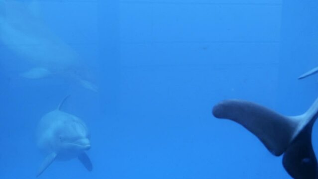 Delfines bajo el agua.