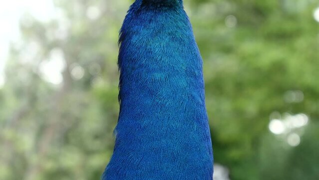 Detalle del plumaje de un pavo real.