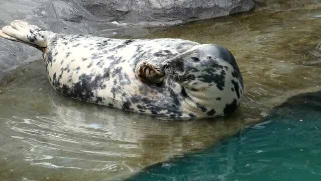Detalle de una foca marina perezosa.